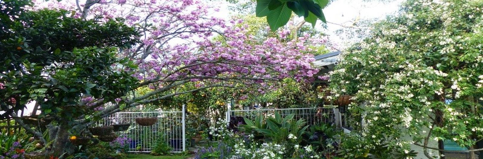 cherry_blossom_1st.jpg