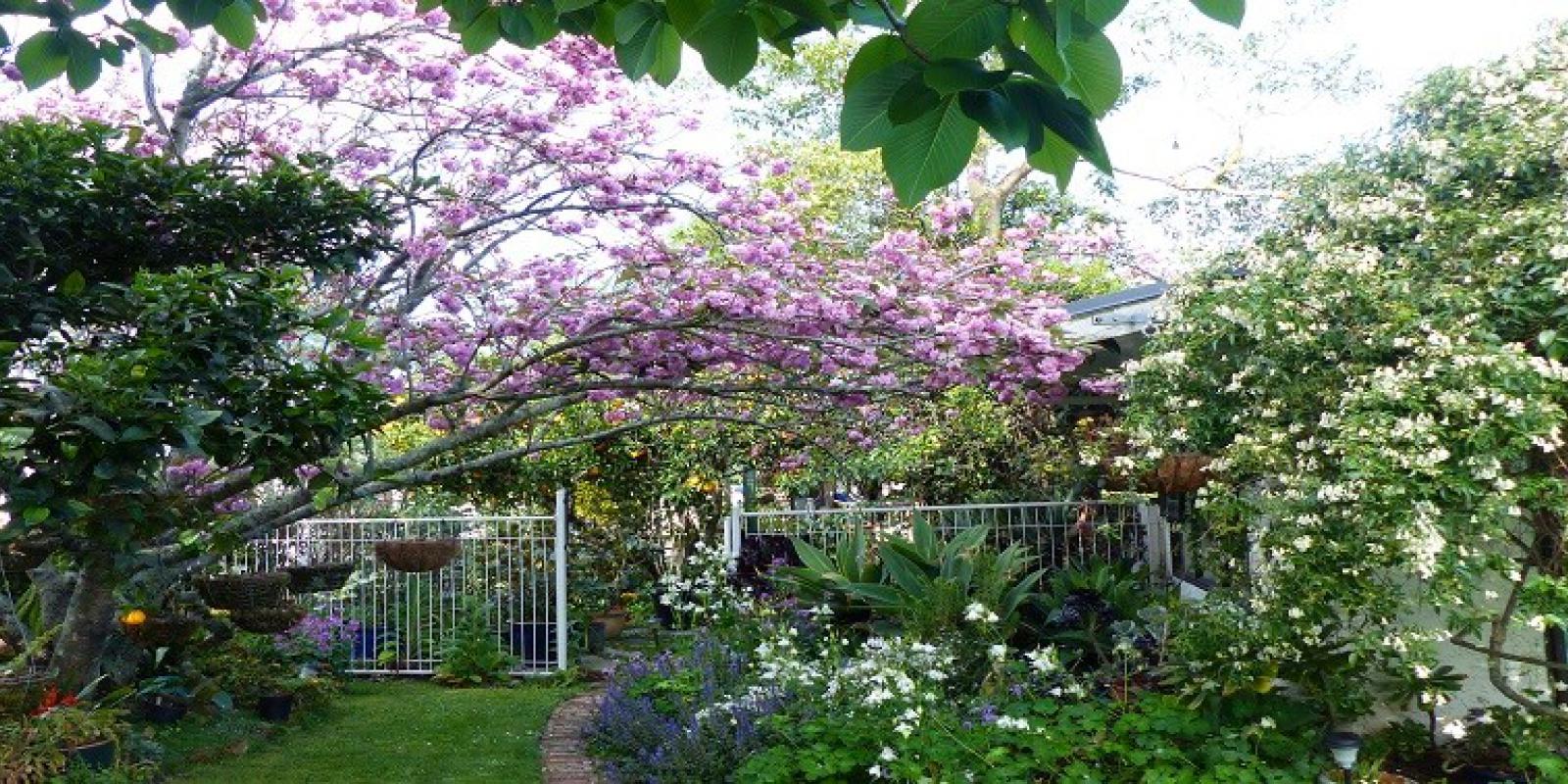 cherry_blossom_1st.jpg