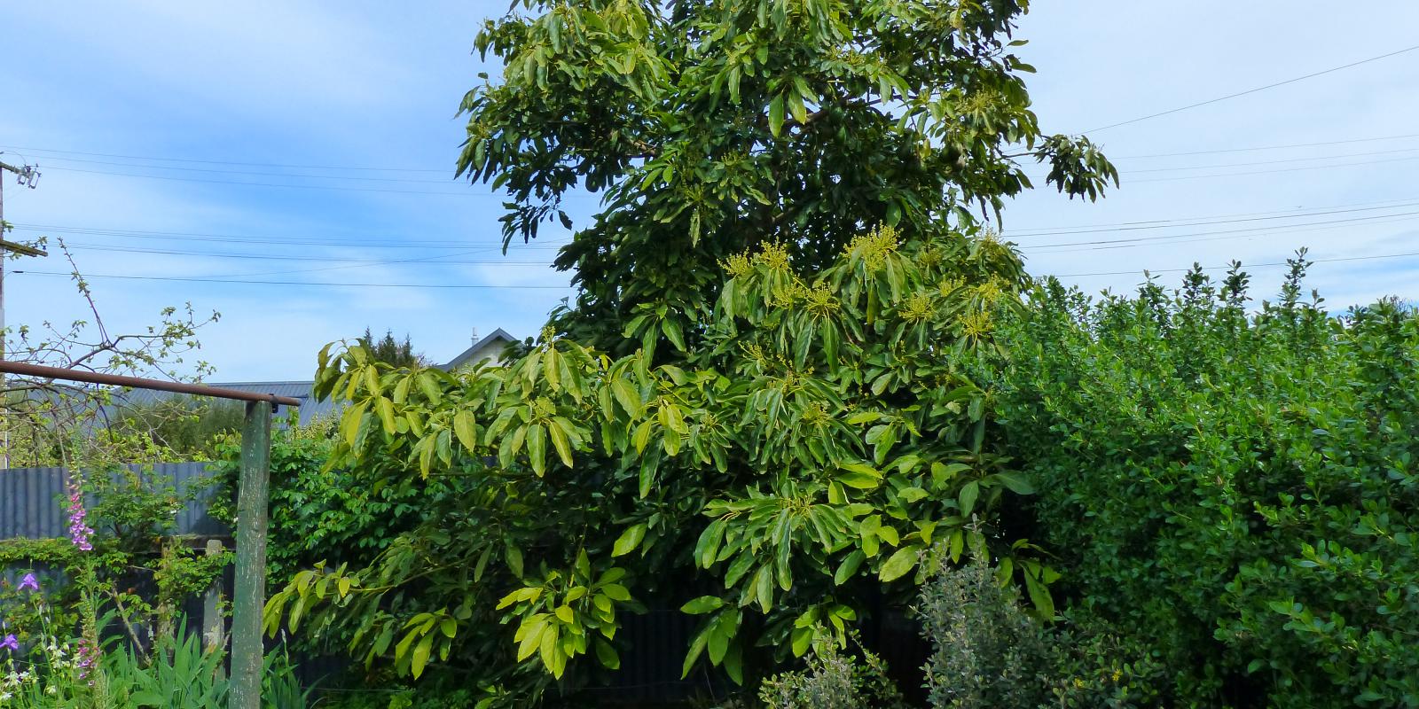 avacado tree by vegy garden2