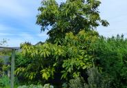 avacado tree by vegy garden