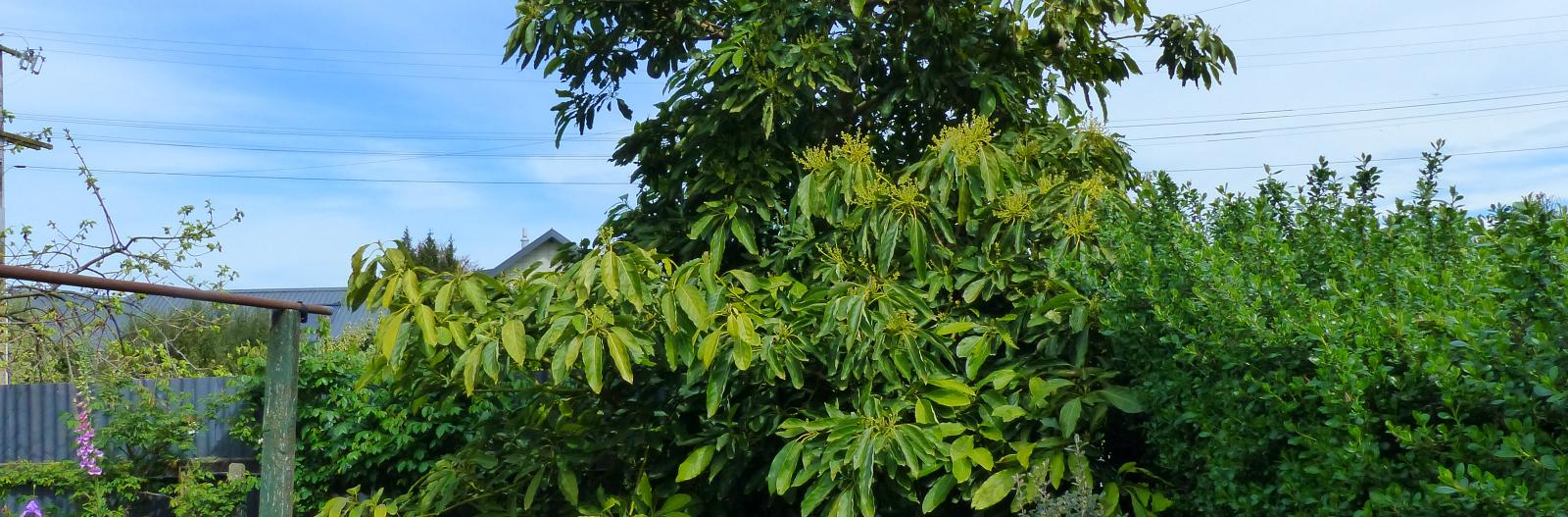 avacado tree by vegy garden2
