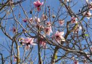 magnolia_winter.jpg