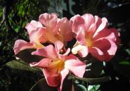 vireya_rhododendron.jpg